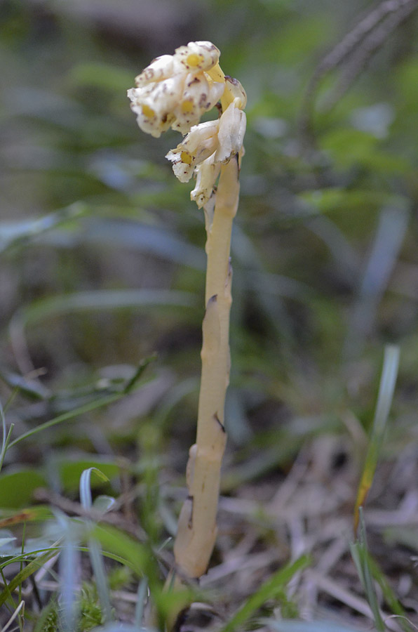 Monotropa cfr.hypopitys